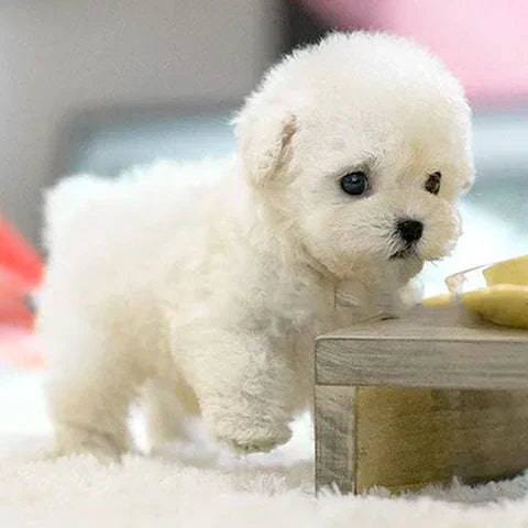 MonFluffy™ | Le mignon chiot sans tracas