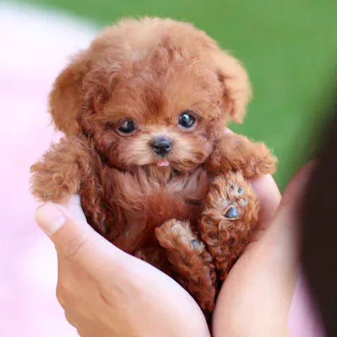 MonFluffy™ | Le mignon chiot sans tracas
